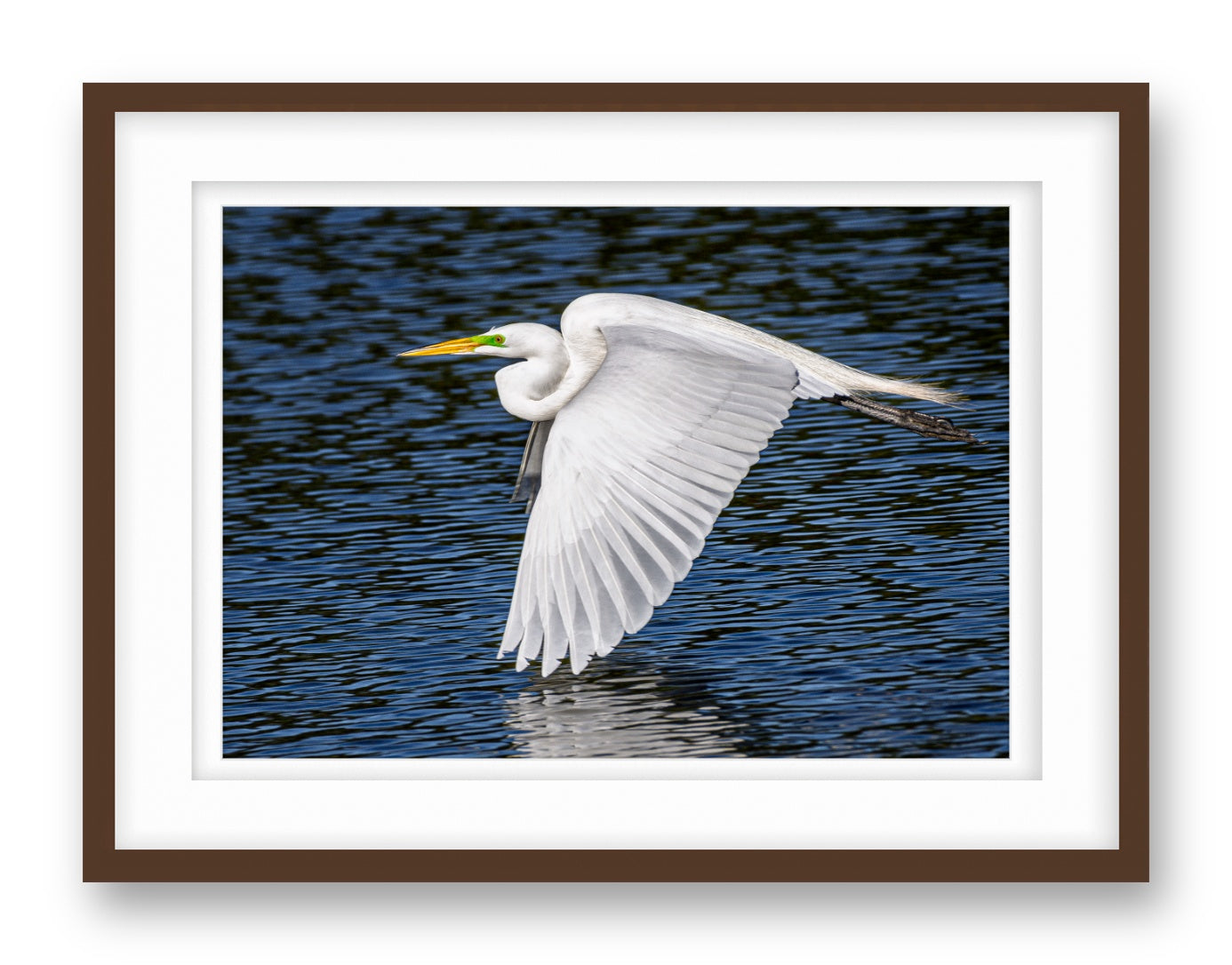 White Egret in Flight printed on fine art paper, framed on a espresso frame and matted.
