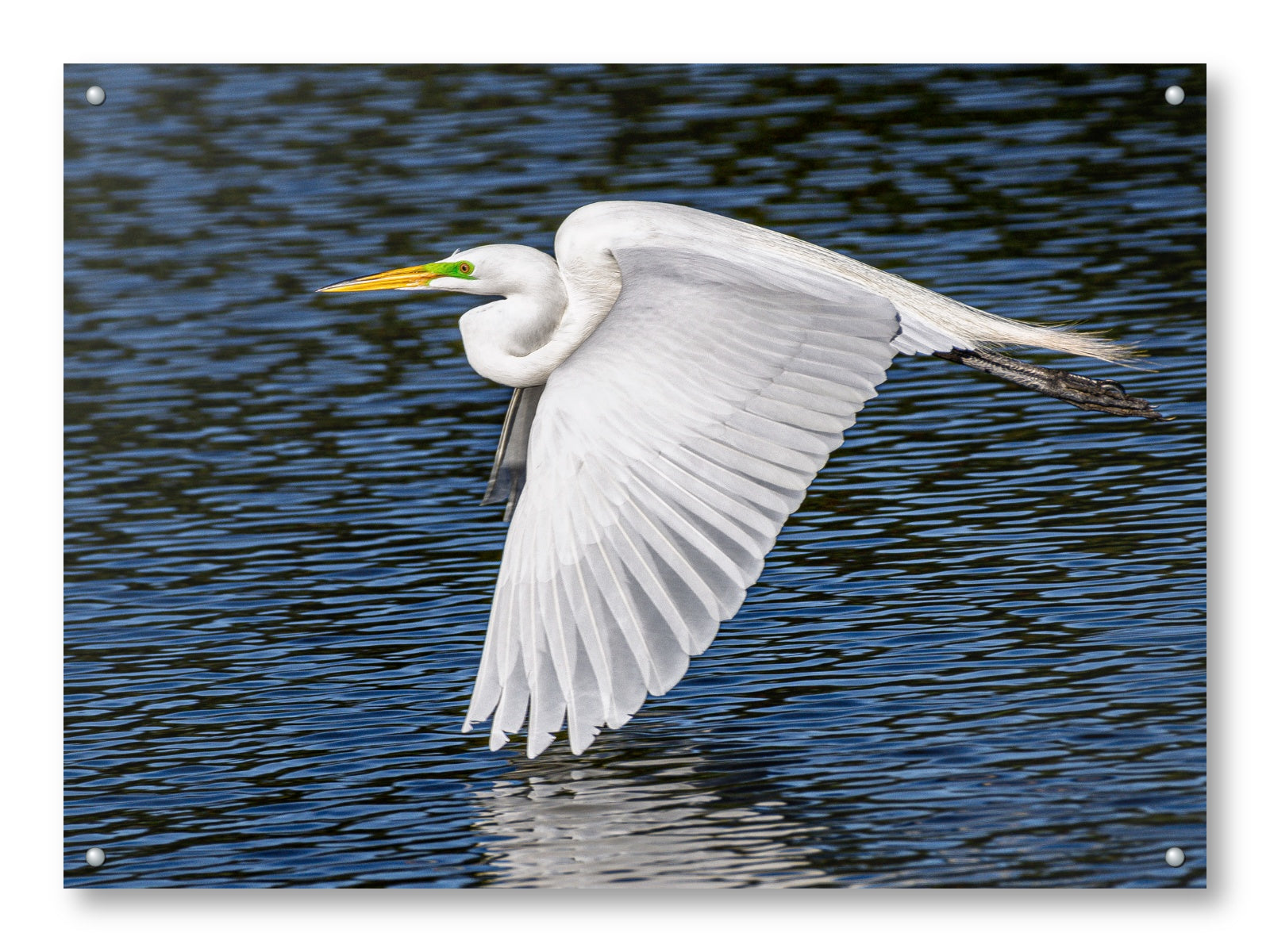 White Egret in Flight printed on aluminum metal with wall anchors.