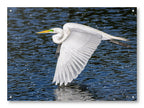 White Egret in Flight printed on water resistant canvas and mounted on a waterproof frame.