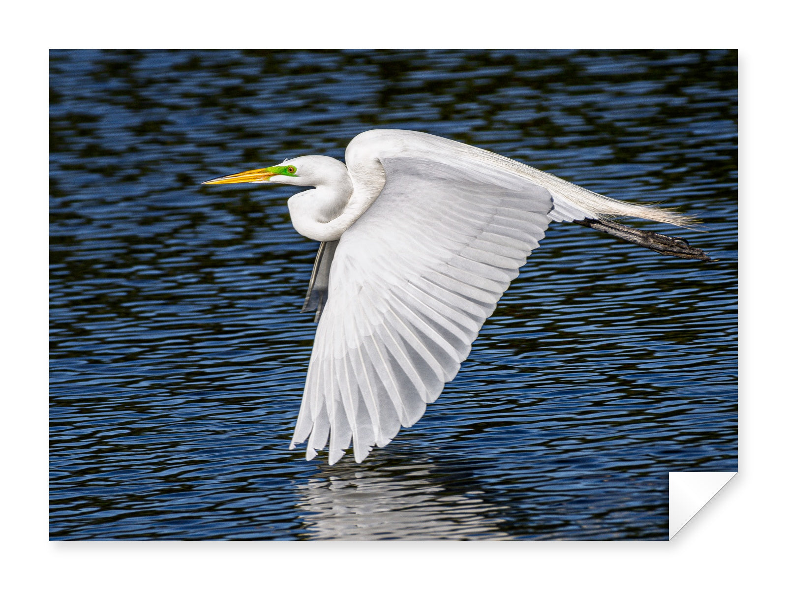 White Egret in Flight printed on fine art paper.