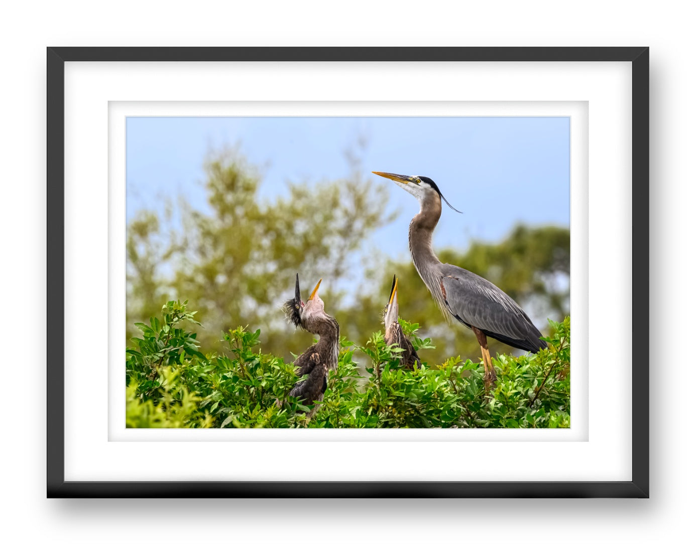 Blue Herons with Chicks printed on fine art paper, framed on a black frame and matted.