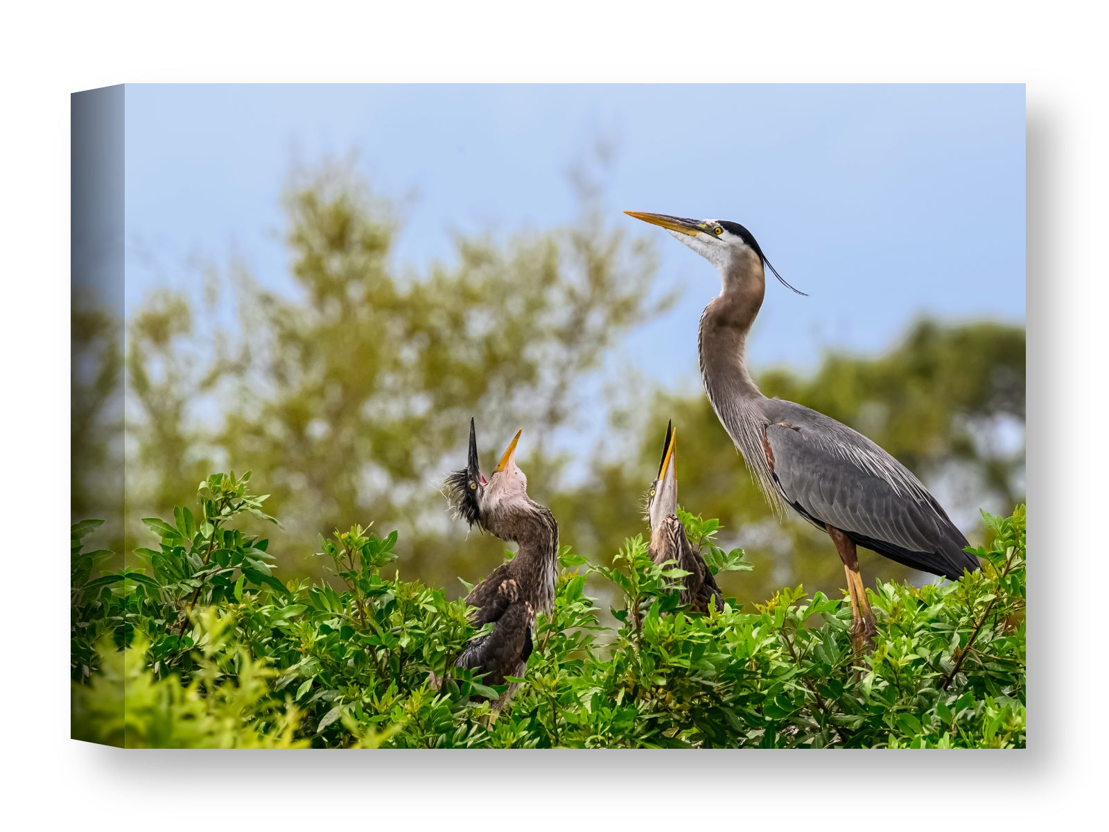 Blue Herons with Chicks printed on water resistant canvas wrapped on a wood frame