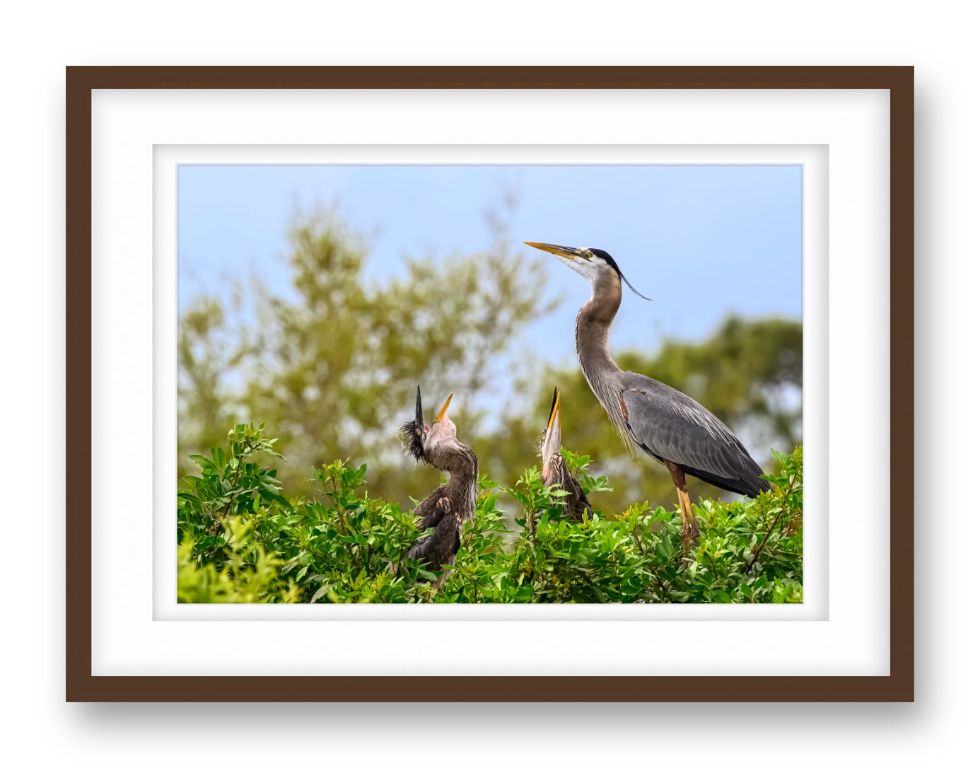 Blue Herons with Chicks printed on fine art paper, framed on a espresso frame and matted.