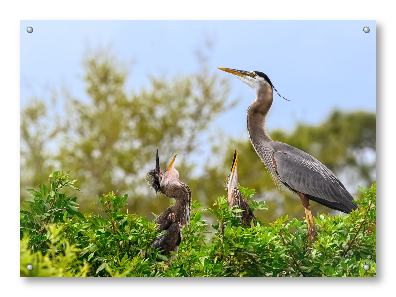 Blue Herons with Chicks printed on aluminum metal with wall anchors.