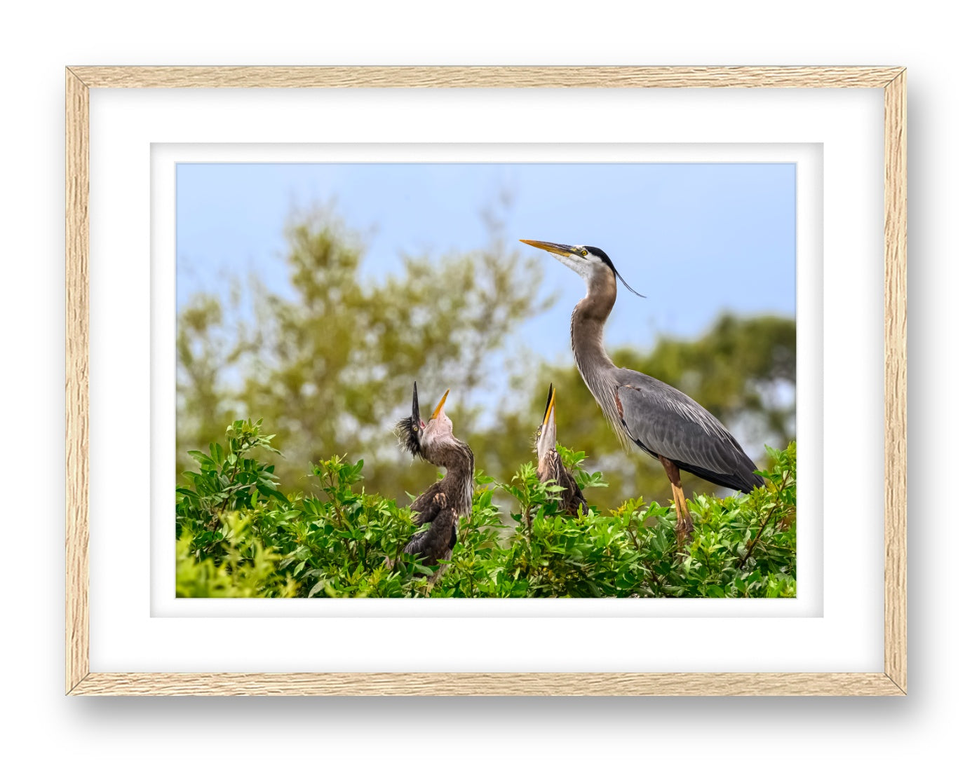 Blue Herons with Chicks printed on fine art paper, framed on a oak frame and matted.