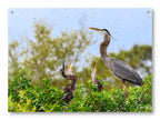 Blue Herons with Chicks printed on water resistant canvas and mounted on a waterproof frame.
