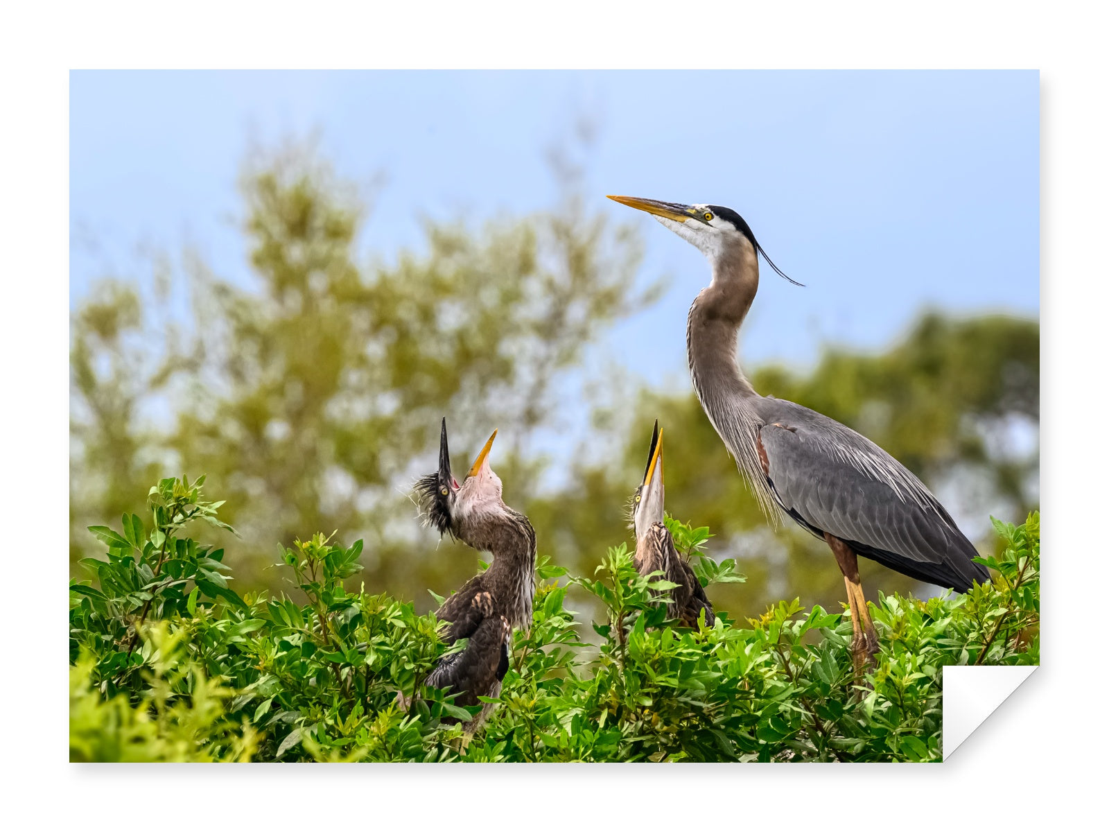 Blue Herons with Chicks printed on fine art paper.