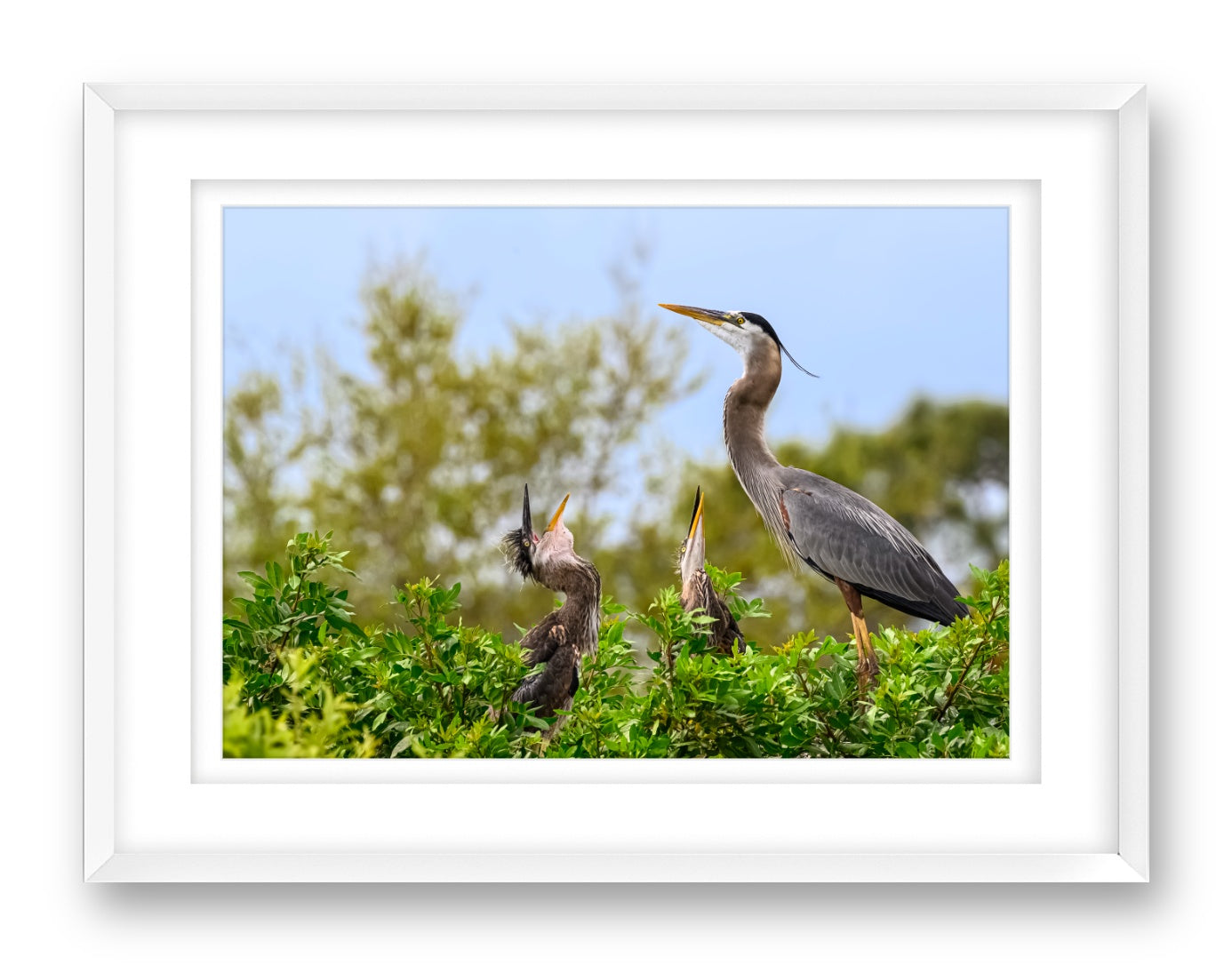 Blue Herons with Chicks printed on fine art paper, framed on a white frame and matted.