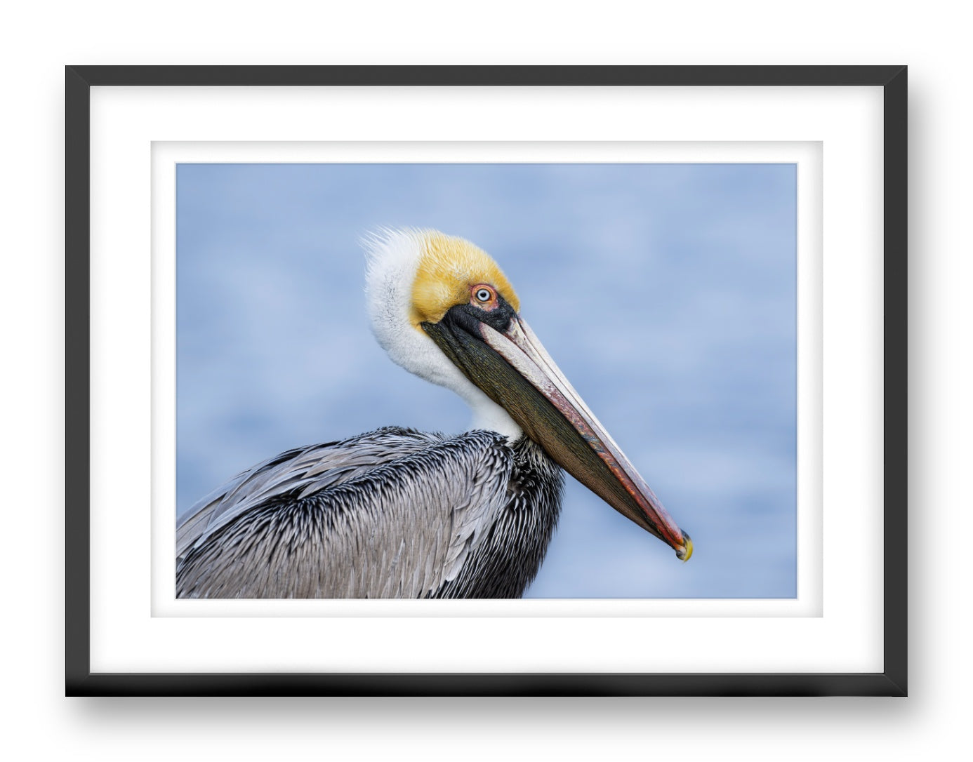 Pelican Posing against a blue sky printed on fine art paper, framed on a black frame and matted.