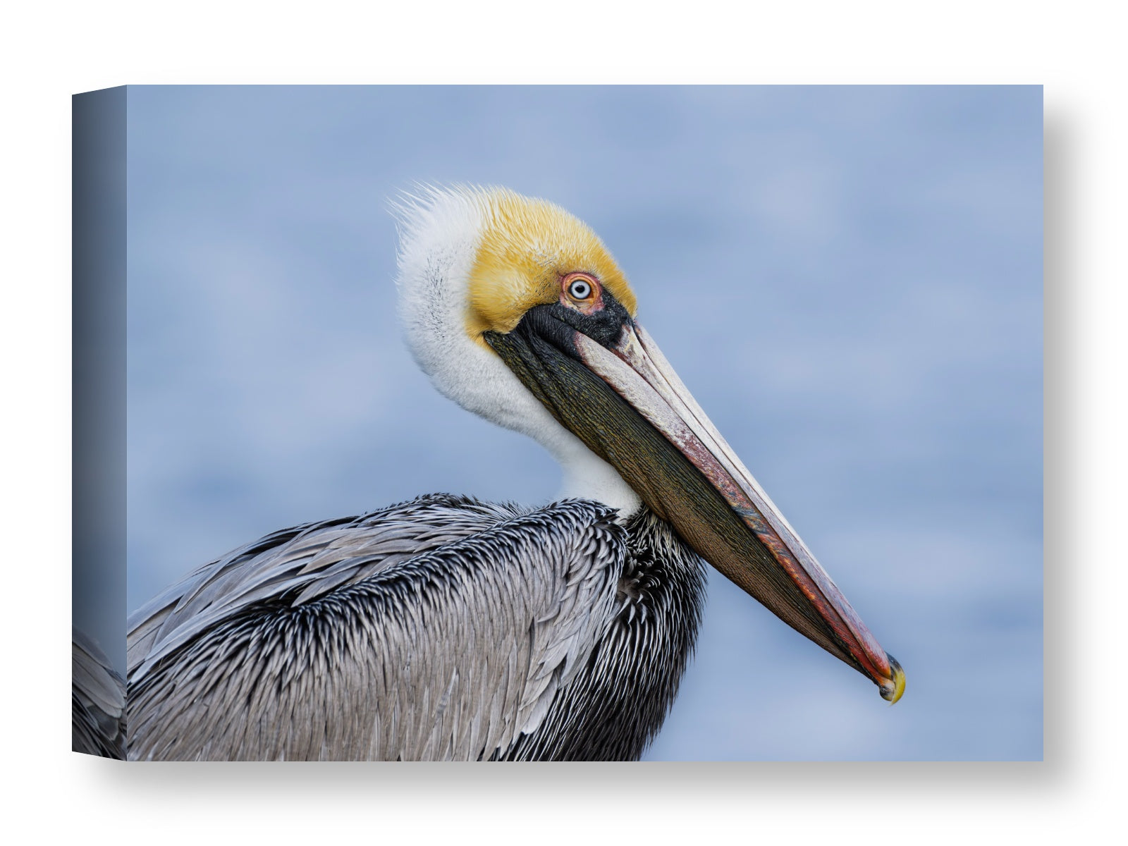 Pelican Posing against a blue sky printed on water resistant canvas wrapped on a wood frame