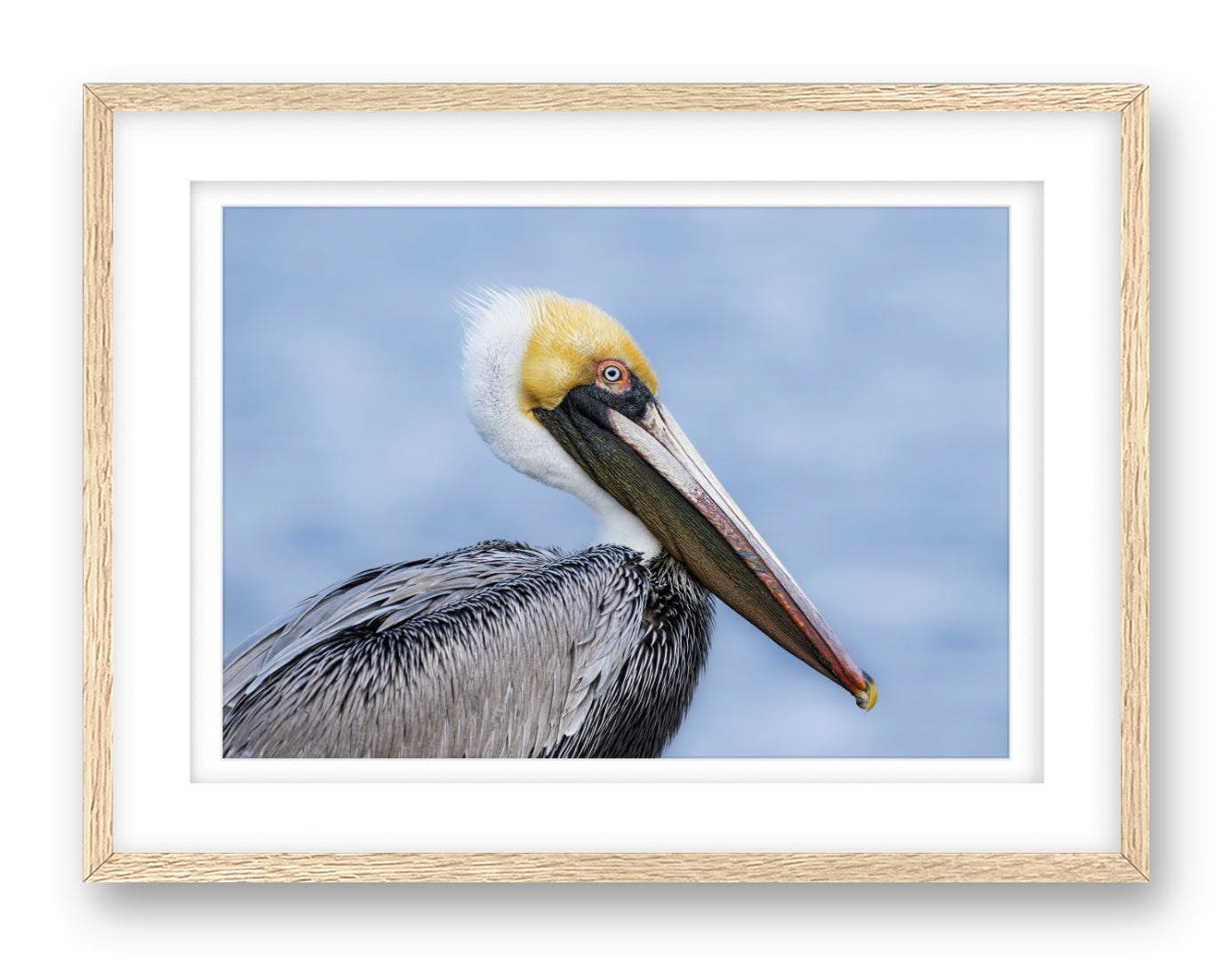 Pelican Posing against a blue sky printed on fine art paper, framed on a oak frame and matted.
