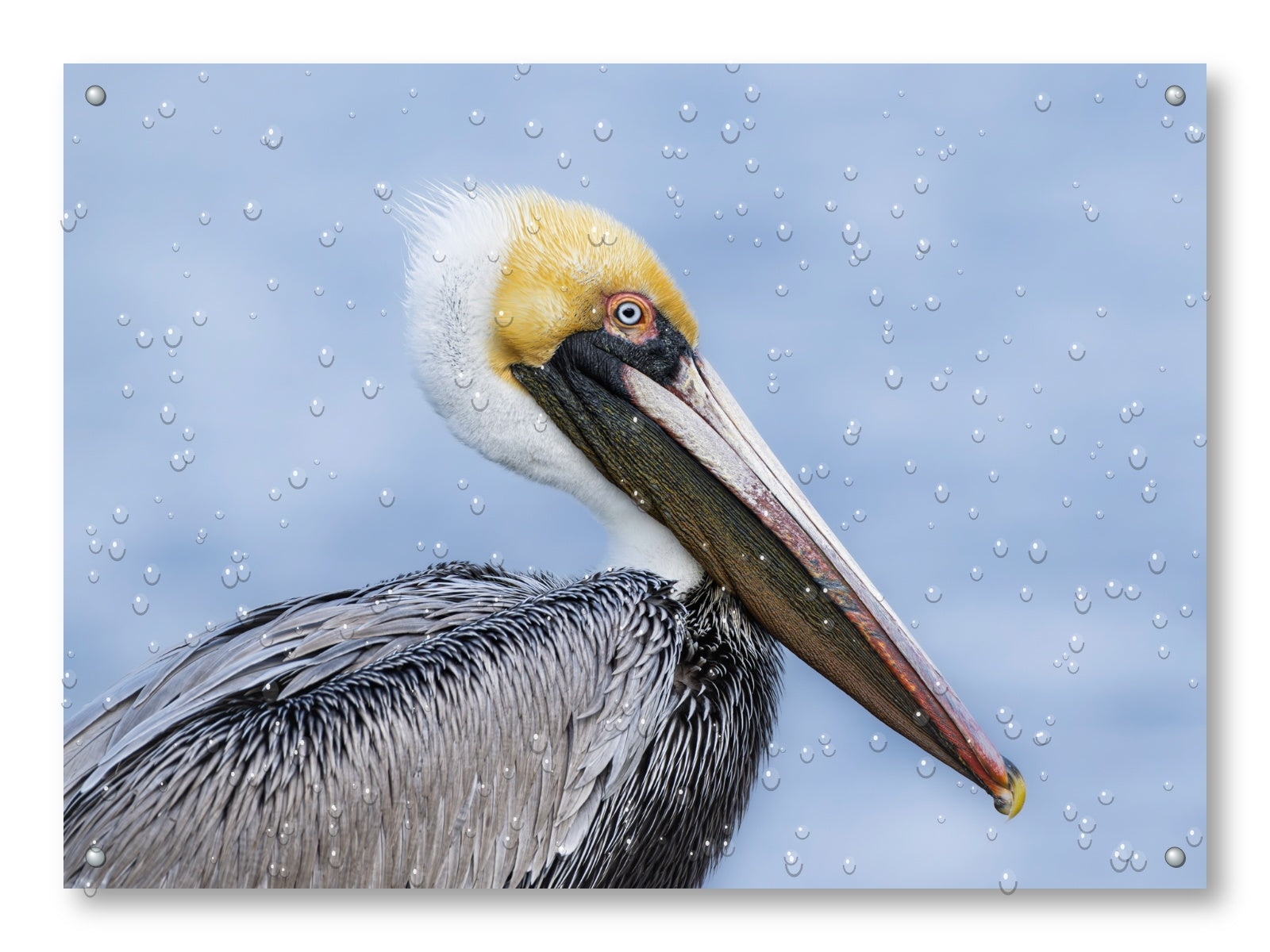 Pelican Posing against a blue sky printed on water resistant canvas and mounted on a waterproof frame.