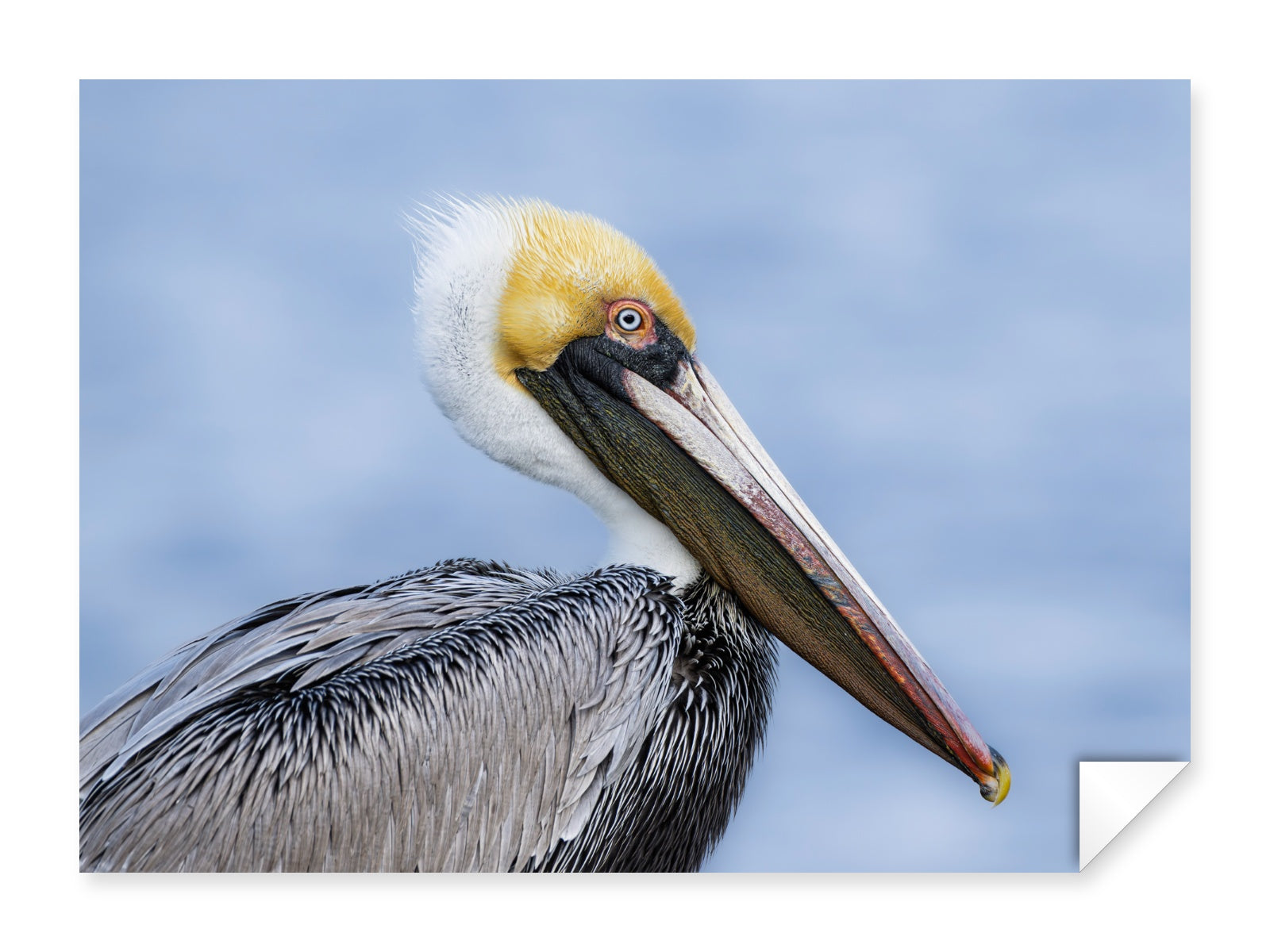 Pelican Posing against a blue sky printed on fine art paper.