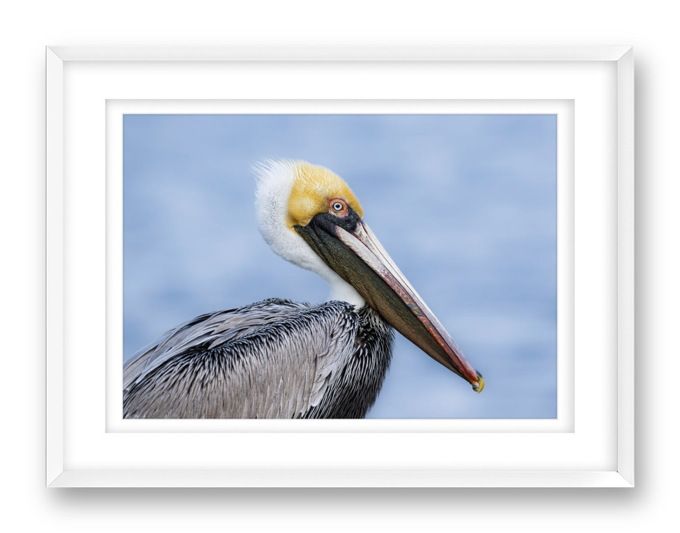 Pelican Posing against a blue sky printed on fine art paper, framed on a white frame and matted.