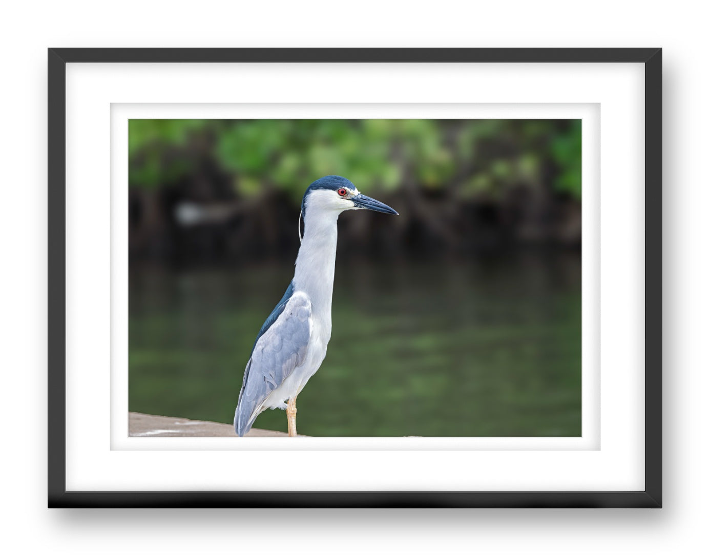 Night Heron Posing printed on fine art paper, framed on a black frame and matted.