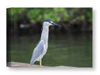 Night Heron Posing printed on water resistant canvas wrapped on a wood frame