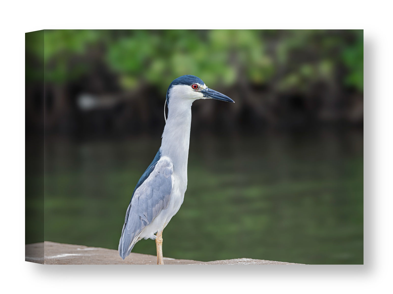 Night Heron Posing printed on water resistant canvas wrapped on a wood frame