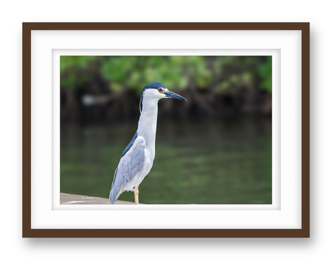 Night Heron Posing printed on fine art paper, framed on a espresso frame and matted.