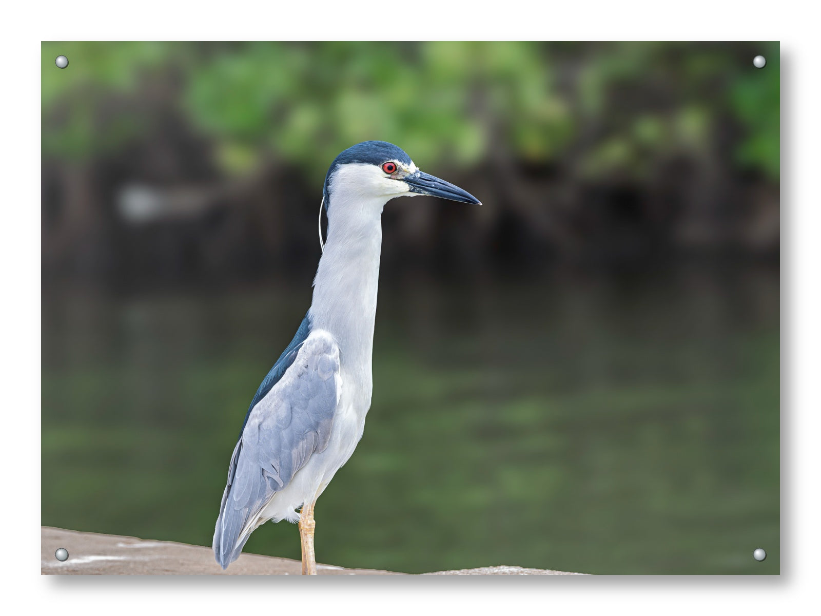 Night Heron Posing printed on aluminum metal with wall anchors.