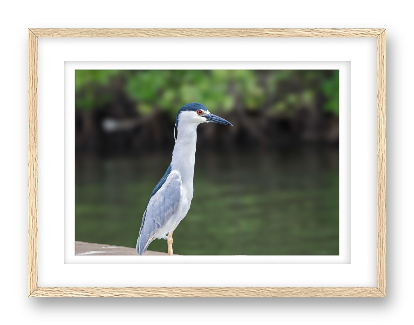 Night Heron Posing printed on fine art paper, framed on a oak frame and matted.