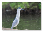 Night Heron Posing printed on water resistant canvas and mounted on a waterproof frame.