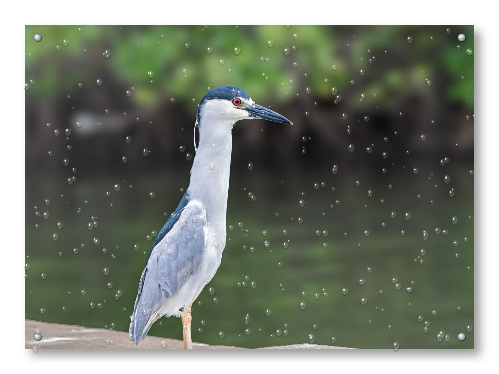 Night Heron Posing printed on water resistant canvas and mounted on a waterproof frame.