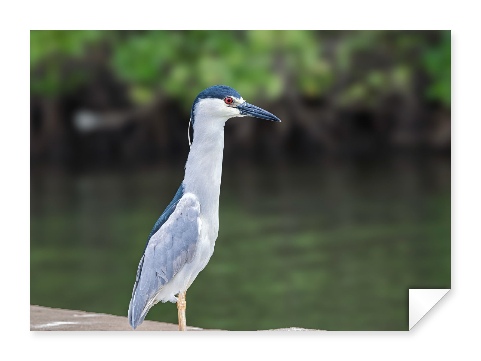 Night Heron Posing printed on fine art paper.