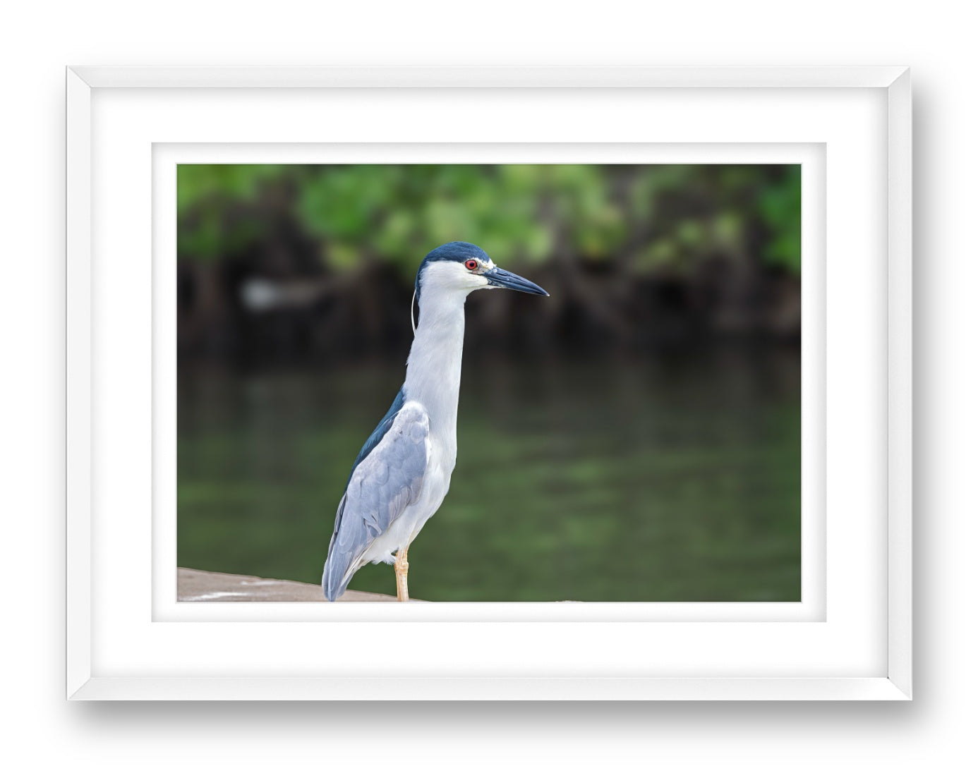 Night Heron Posing printed on fine art paper, framed on a white frame and matted.