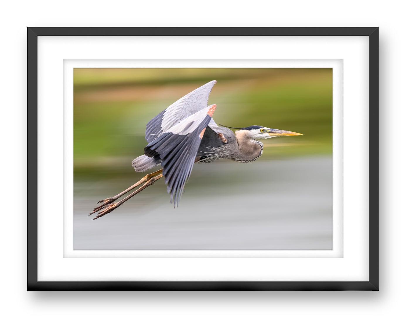 Blue Heron in Flight printed on fine art paper, framed on a black frame and matted.