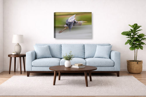 Blue Heron in Flight printed on canvas wall art displayed above a couch in a living room