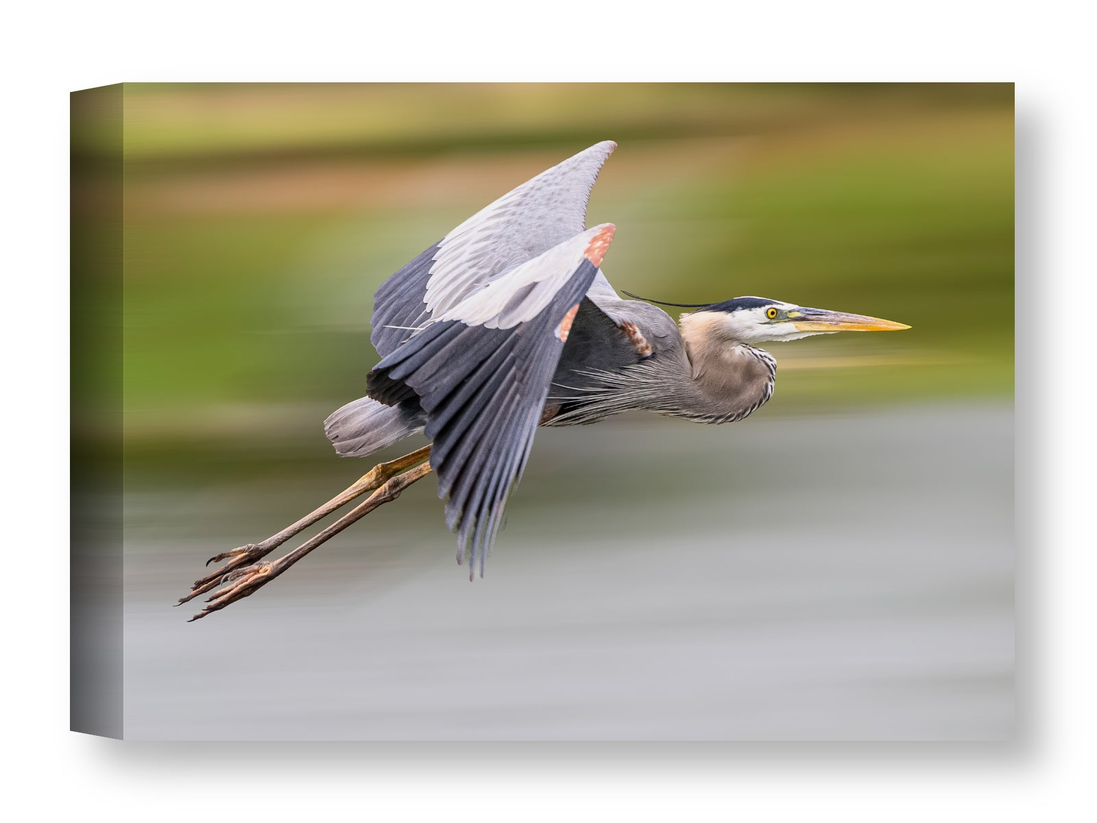 Blue Heron in Flight printed on water resistant canvas wrapped on a wood frame