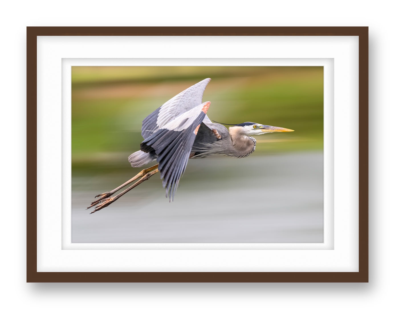 Blue Heron in Flight printed on fine art paper, framed on a espresso frame and matted.