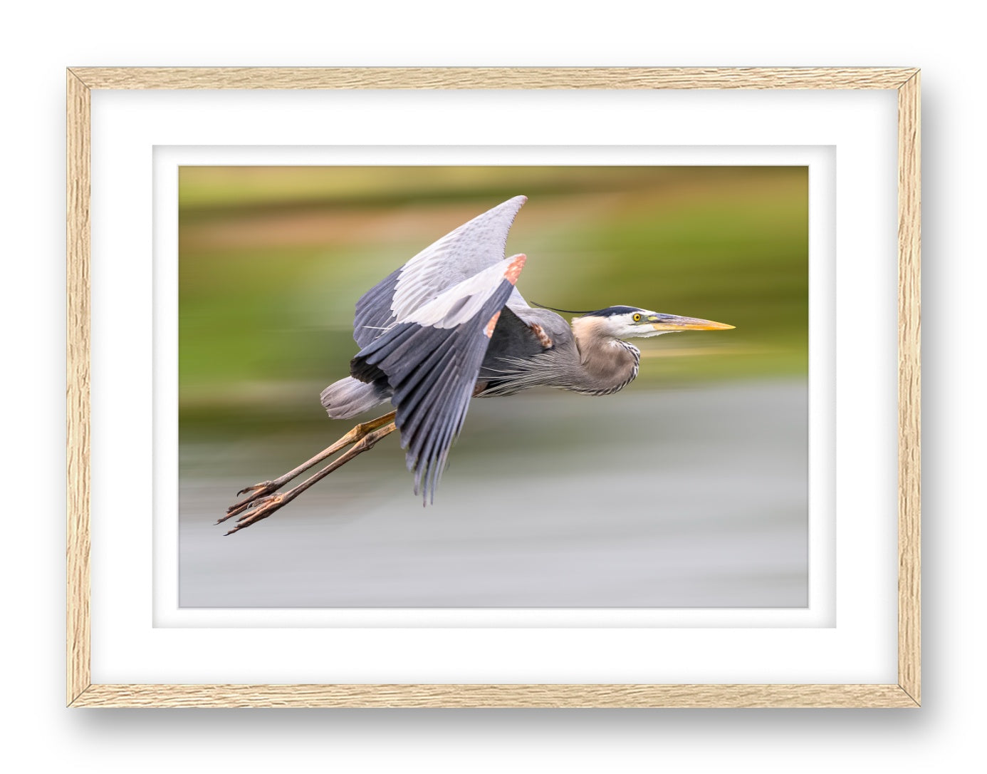 Blue Heron in Flight printed on fine art paper, framed on a oak frame and matted.