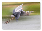 Blue Heron in Flight printed on water resistant canvas and mounted on a waterproof frame.