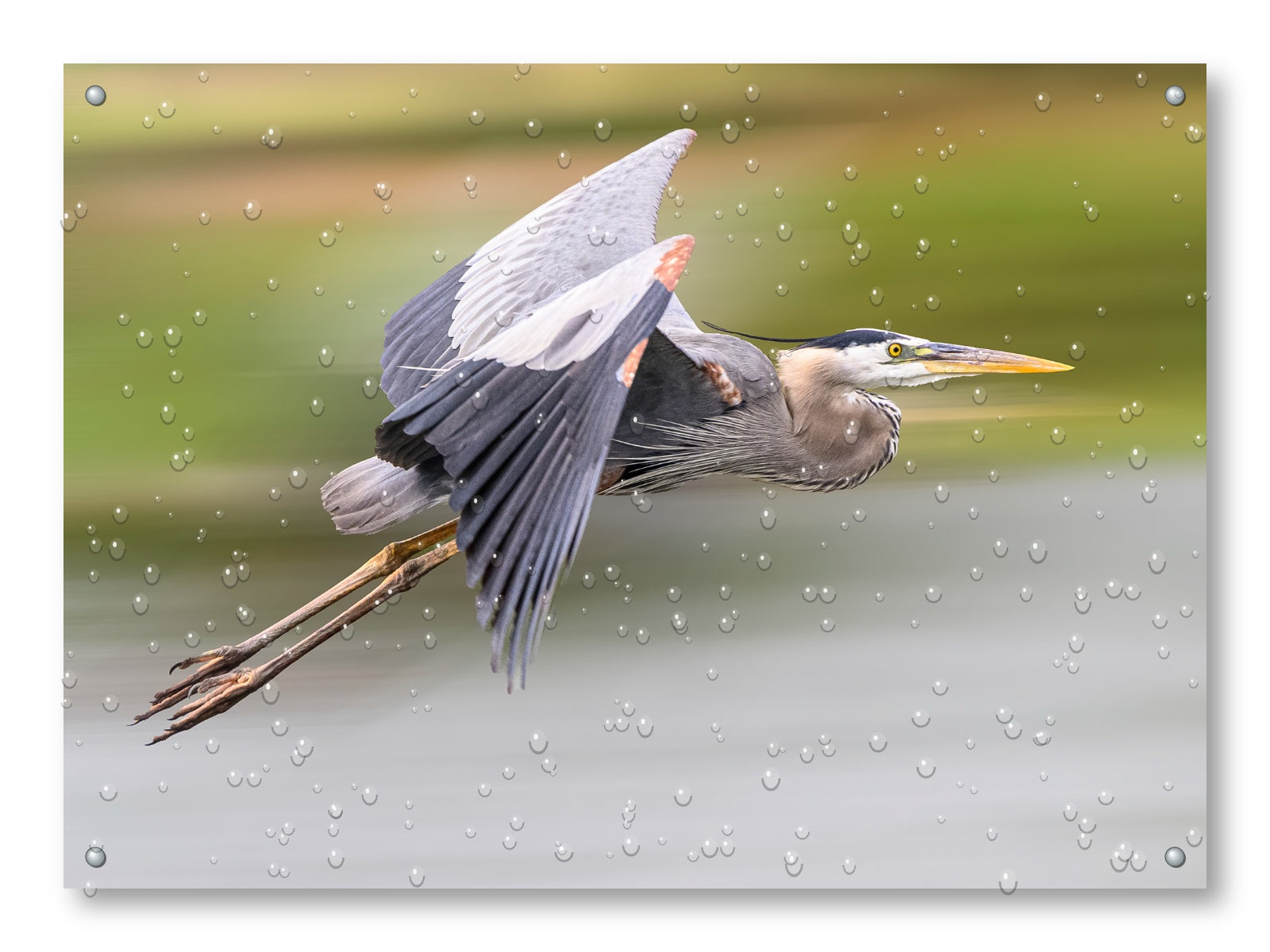 Blue Heron in Flight printed on water resistant canvas and mounted on a waterproof frame.
