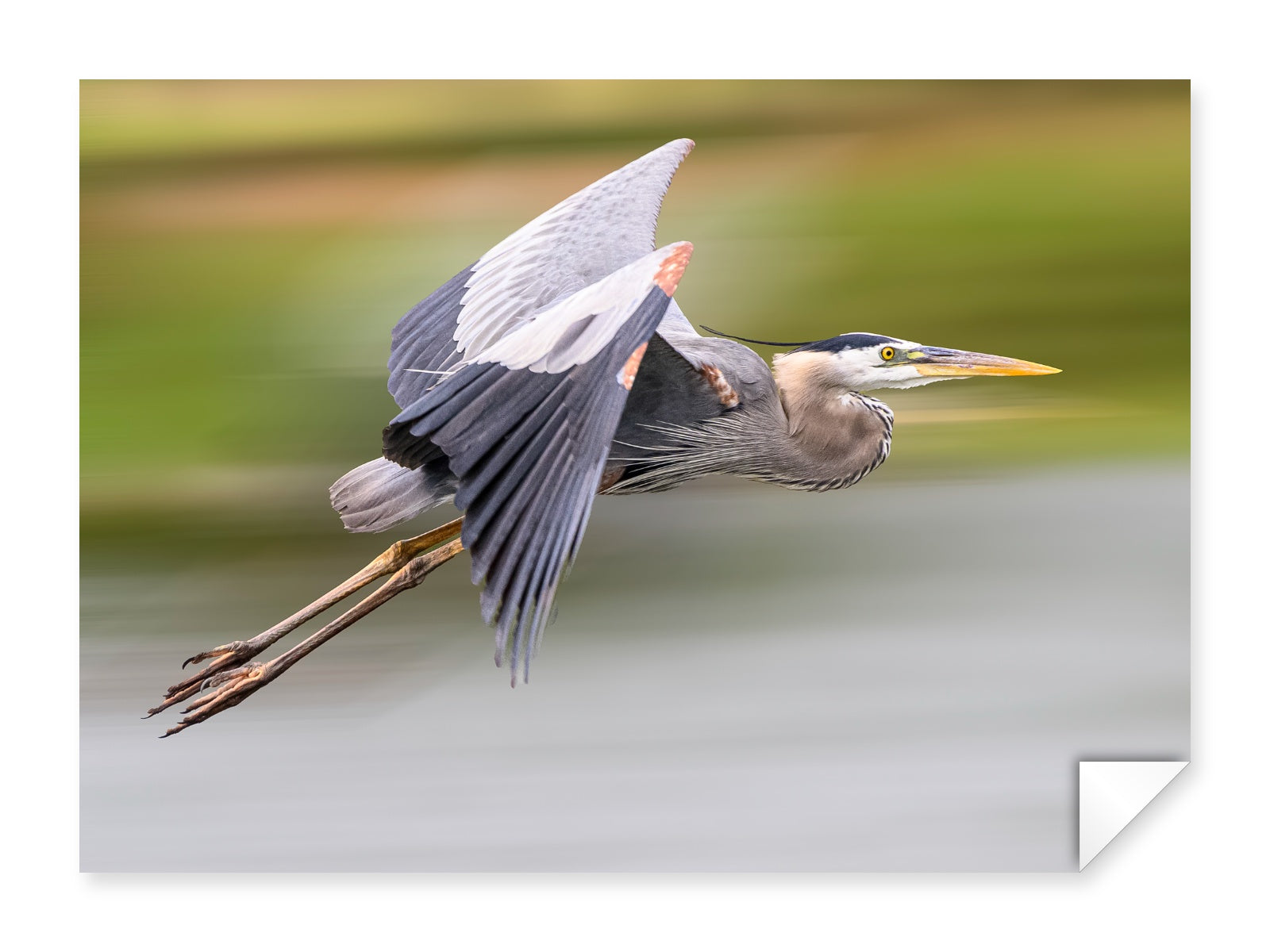 Blue Heron in Flight printed on fine art paper.