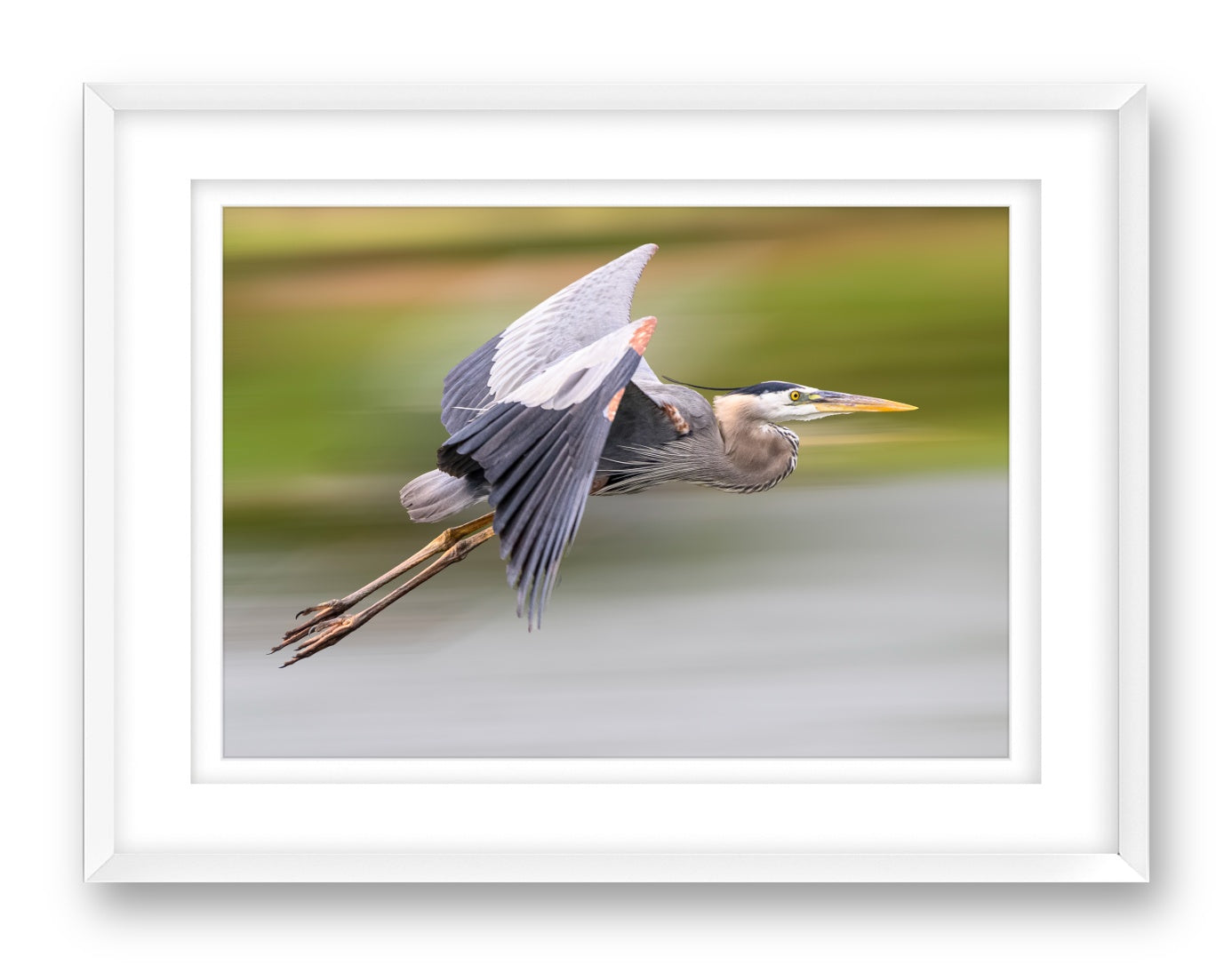 Blue Heron in Flight printed on fine art paper, framed on a white frame and matted.