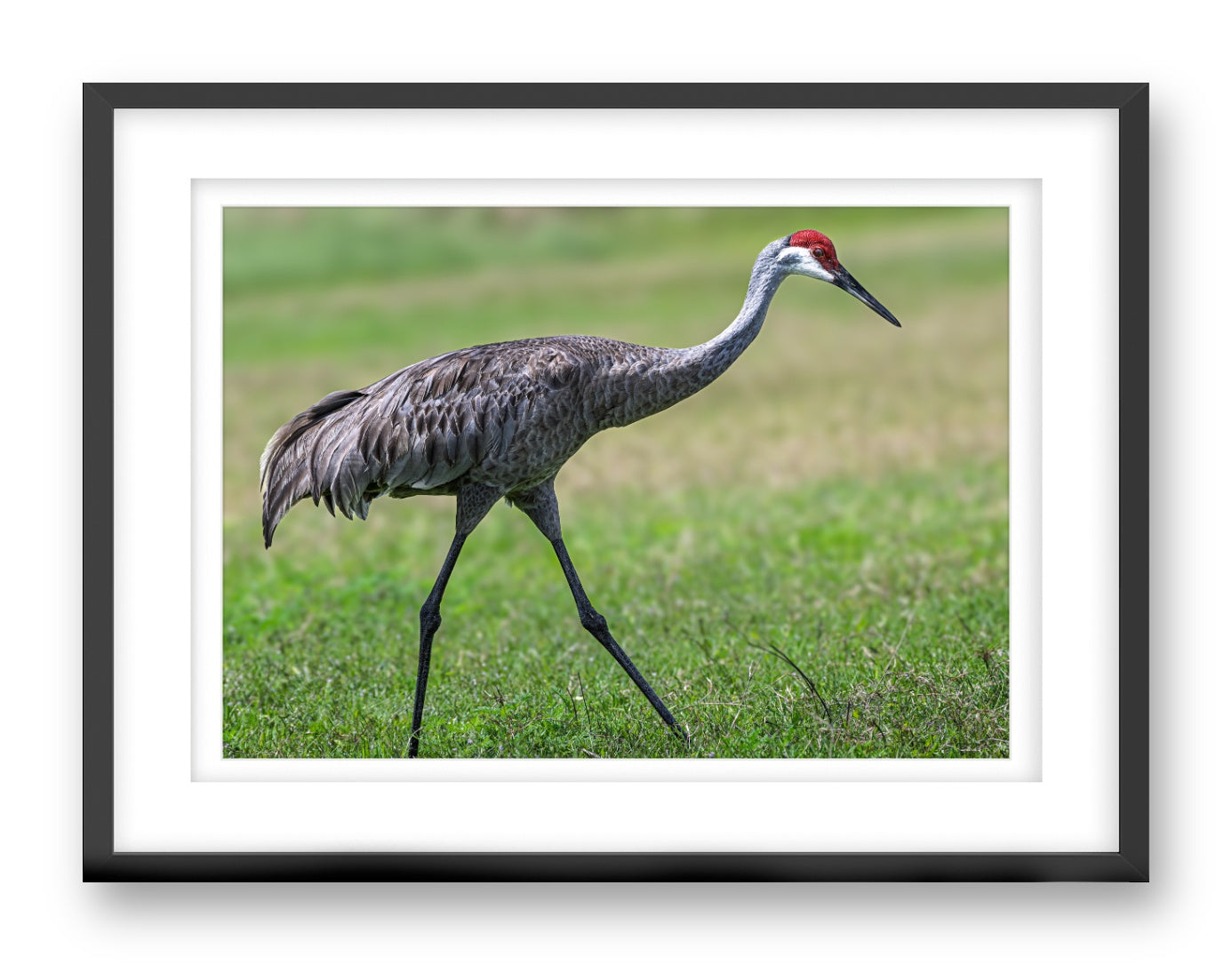 Sandhill Crane printed on fine art paper, framed on a black frame and matted.