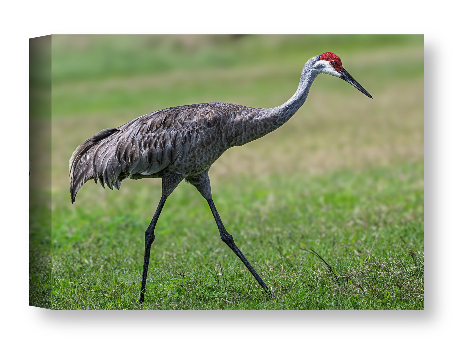 Sandhill Crane printed on water resistant canvas wrapped on a wood frame
