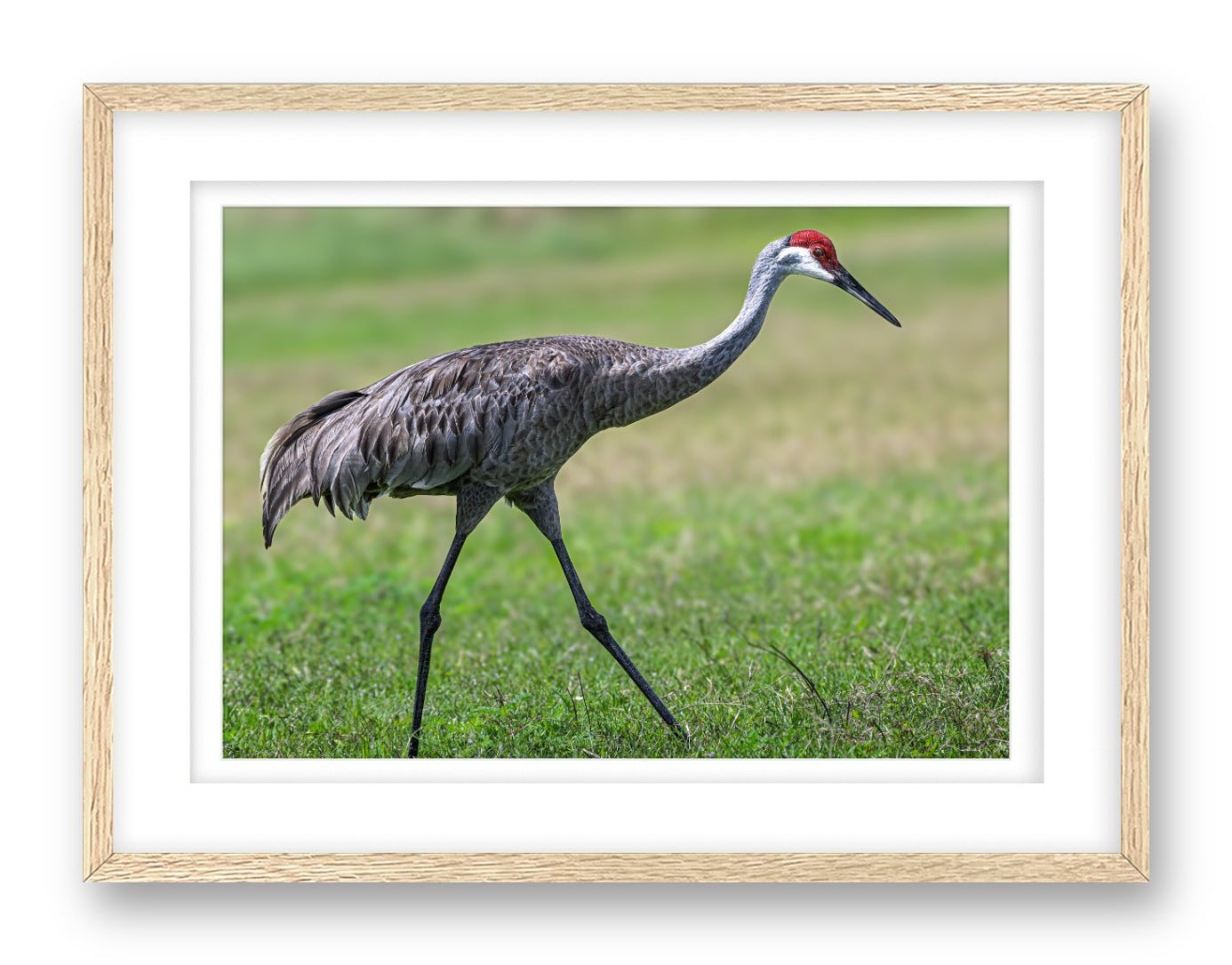 Sandhill Crane printed on fine art paper, framed on a oak frame and matted.