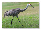 Sandhill Crane - Walking printed on water resistant canvas and mounted on a waterproof frame.