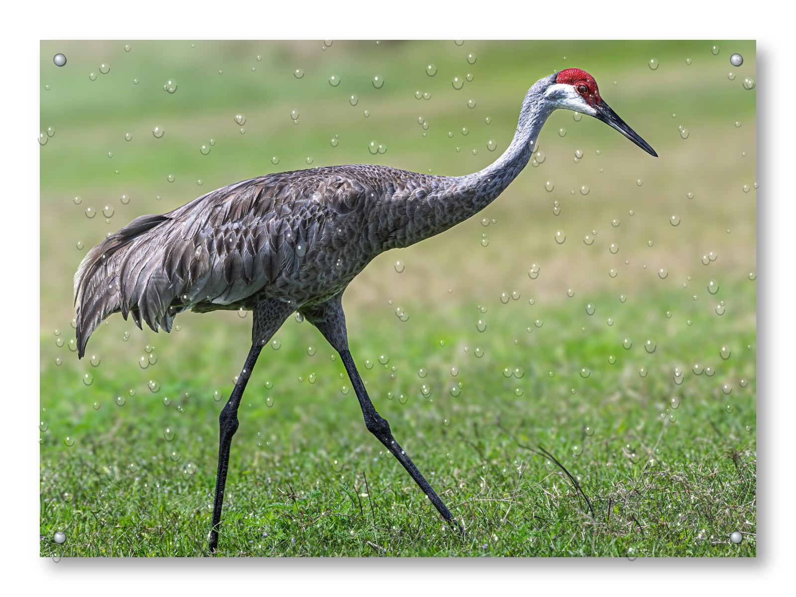 Sandhill Crane - Walking printed on water resistant canvas and mounted on a waterproof frame.