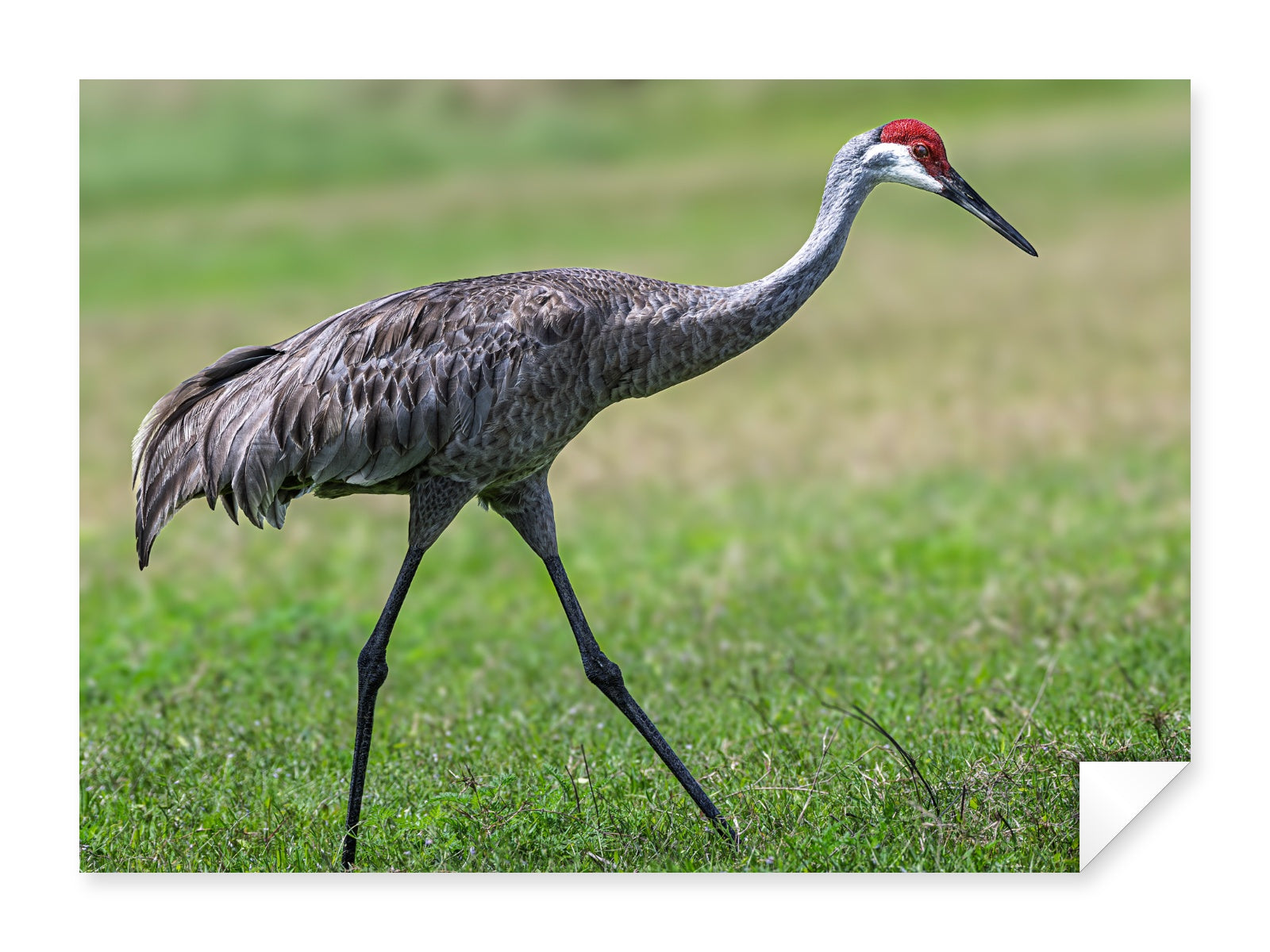Sandhill Crane printed on fine art paper.