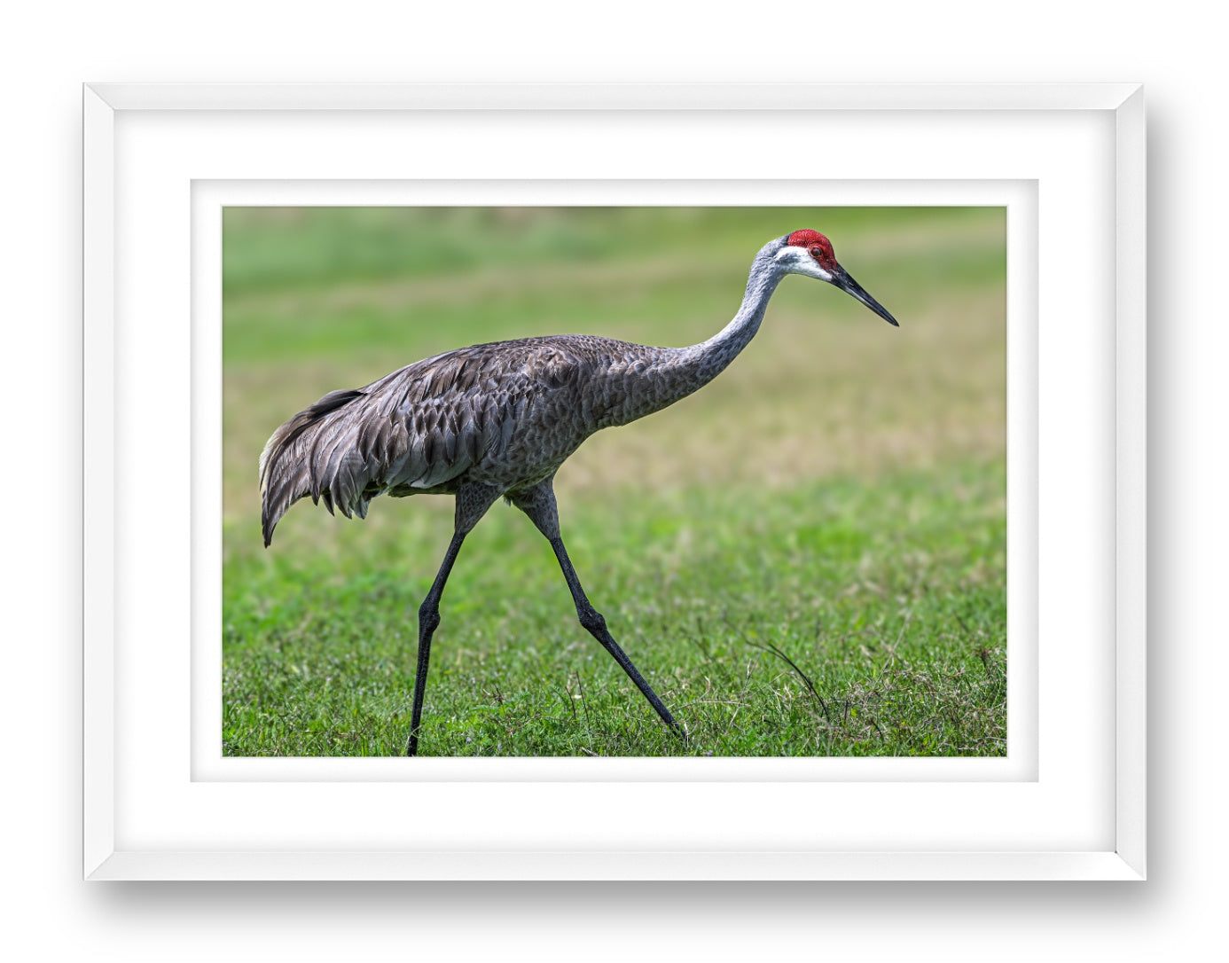 Sandhill Crane printed on fine art paper, framed on a white frame and matted.