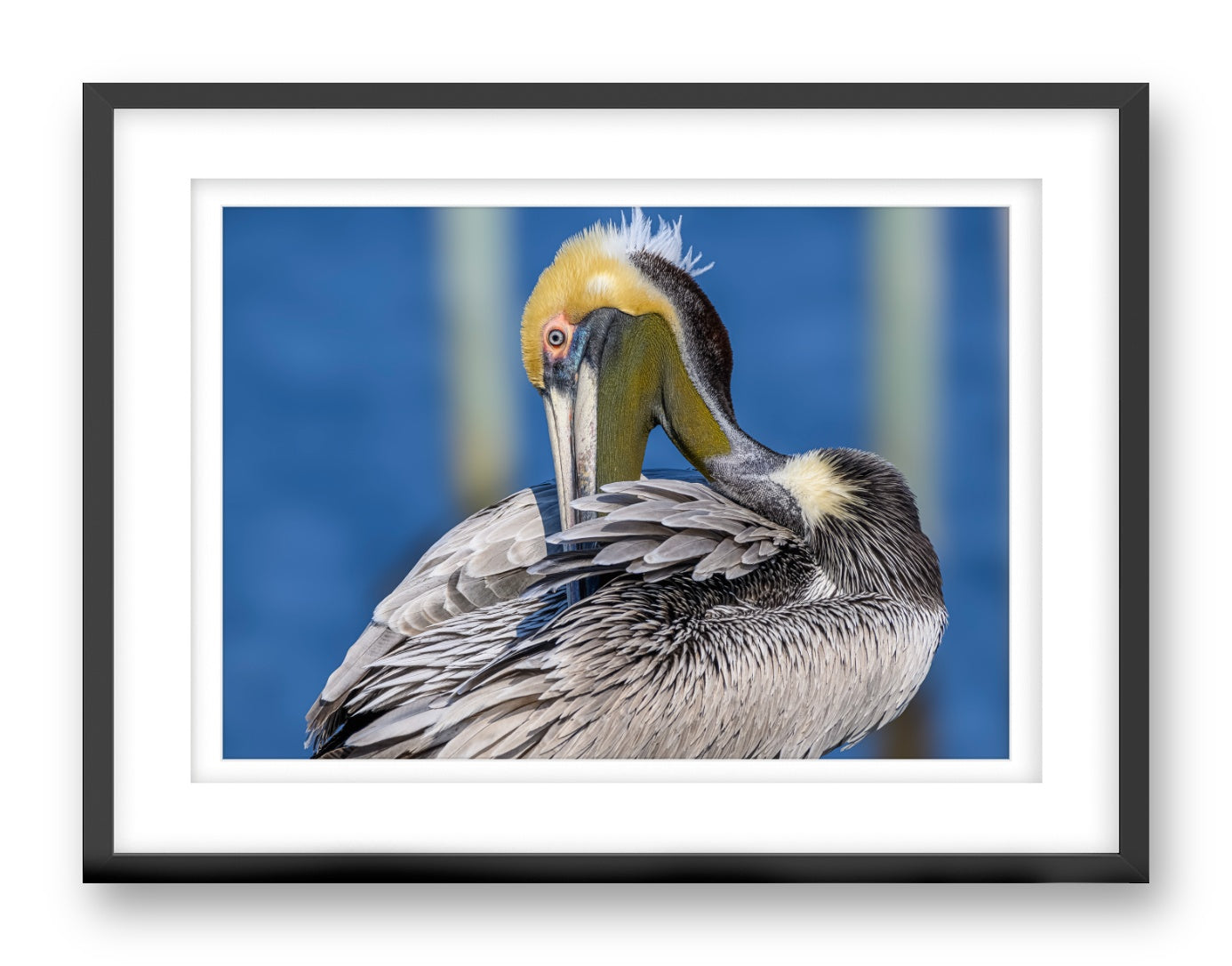 Preening Pelican printed on fine art paper, framed on a black frame and matted.