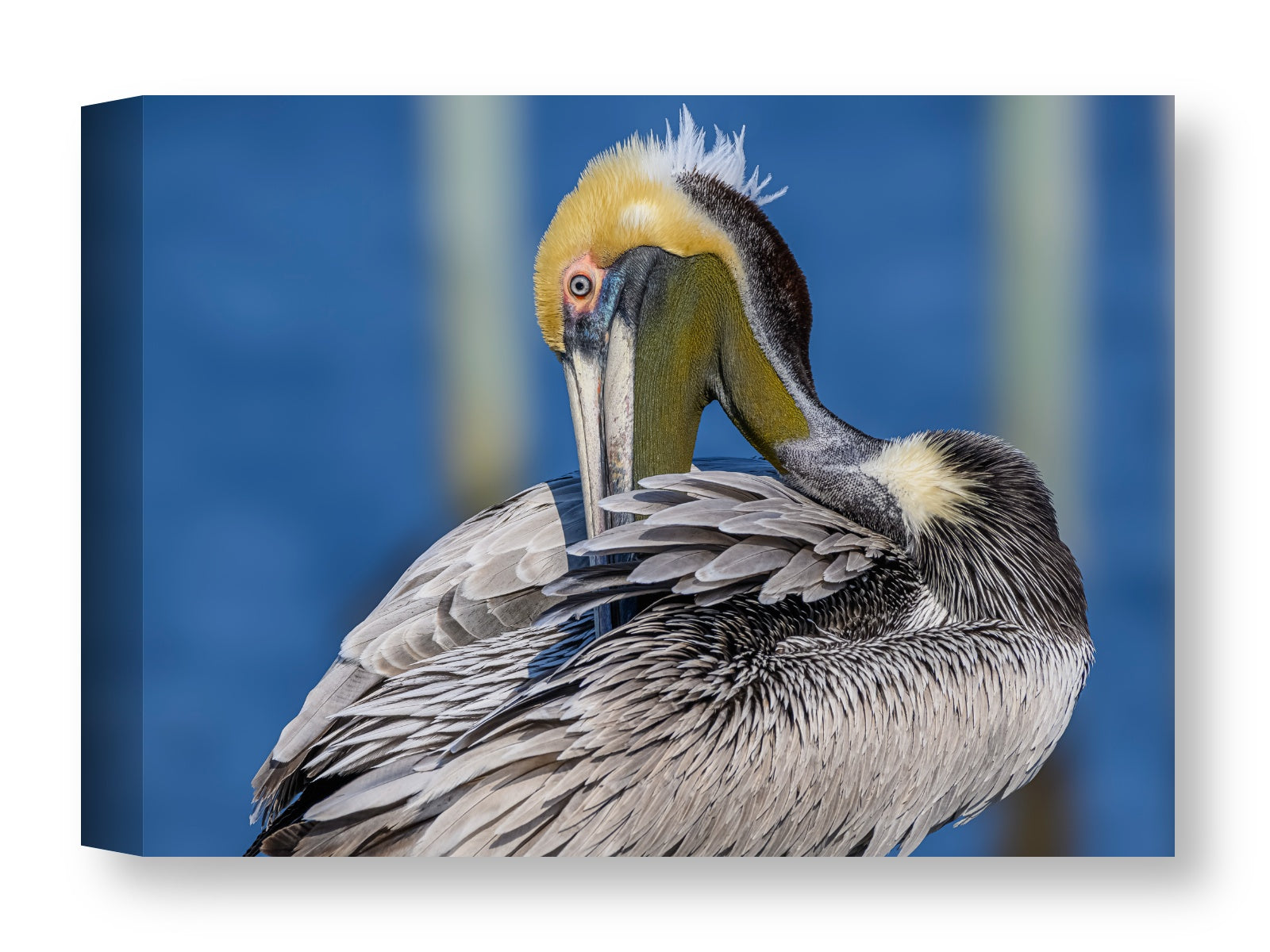 Preening Pelican printed on water resistant canvas wrapped on a wood frame