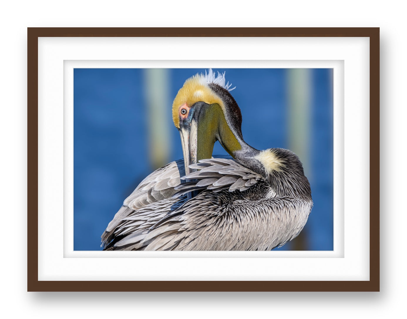 Preening Pelican printed on fine art paper, framed on a espresso frame and matted.