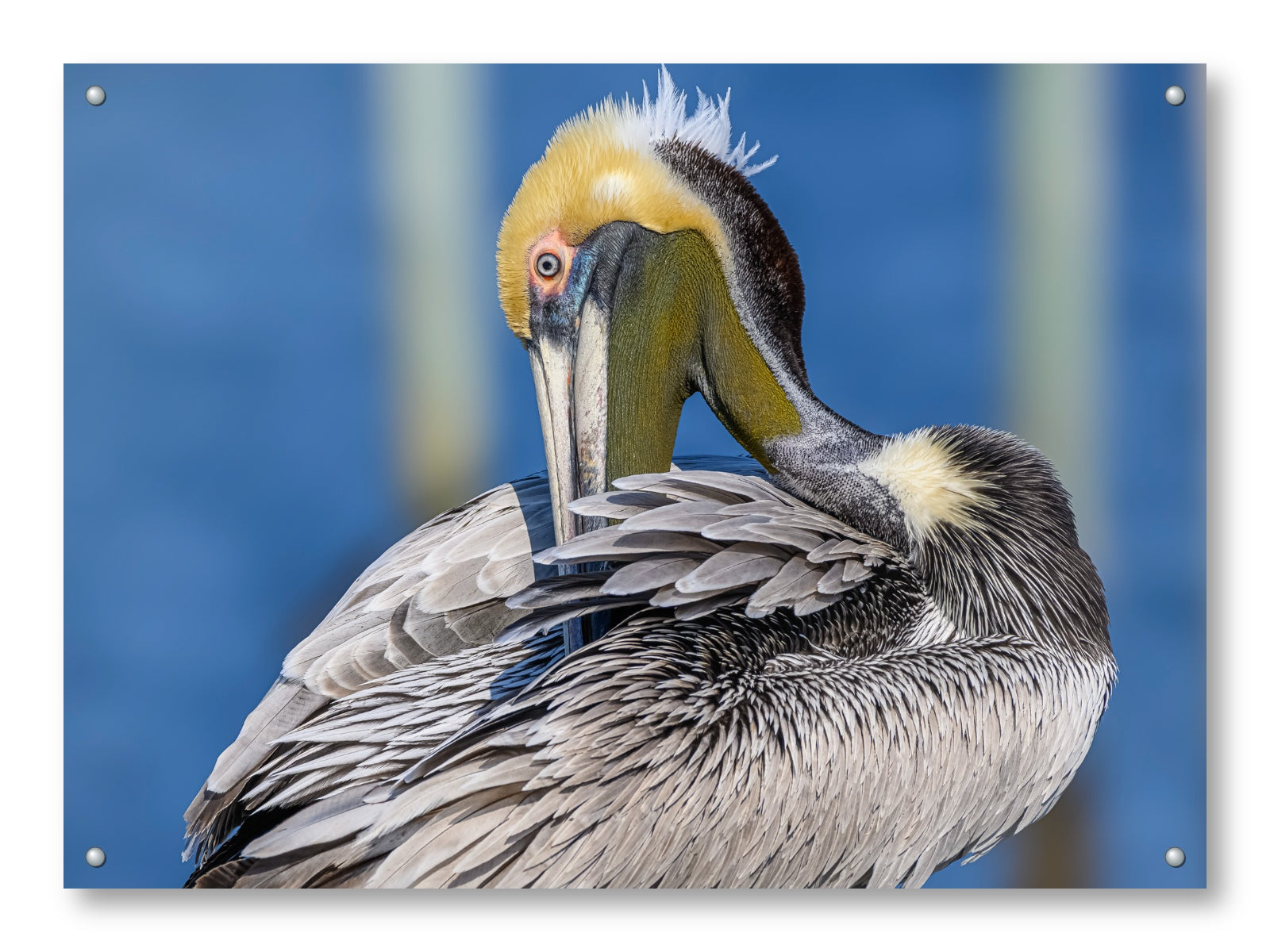 Preening Pelican printed on aluminum metal with wall anchors.