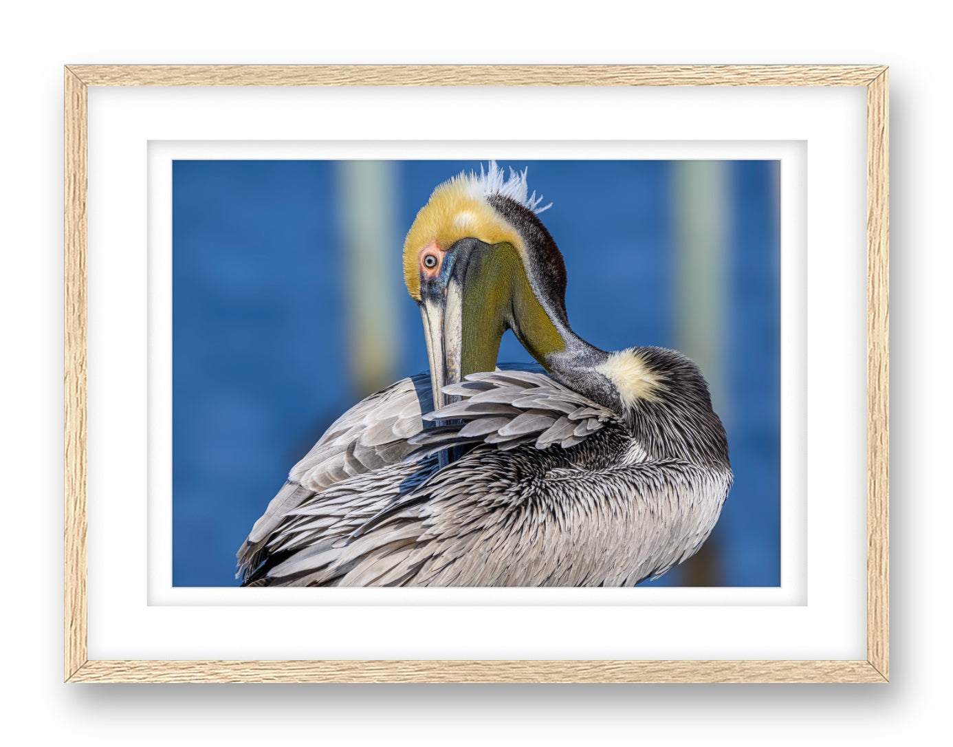 Preening Pelican printed on fine art paper, framed on a oak frame and matted.