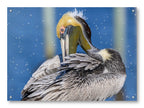 Preening Pelican printed on water resistant canvas and mounted on a waterproof frame.